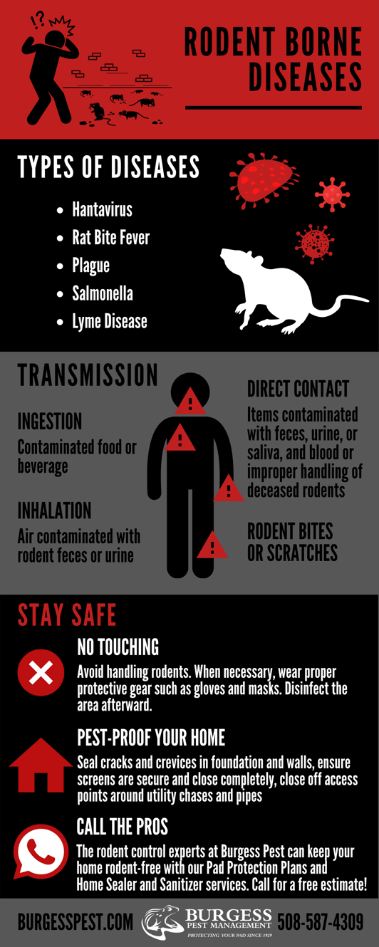 RodentBorne Diseases What You Should Know